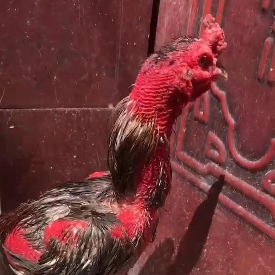 阿飞养斗鸡（土炮专场高质量中高端）