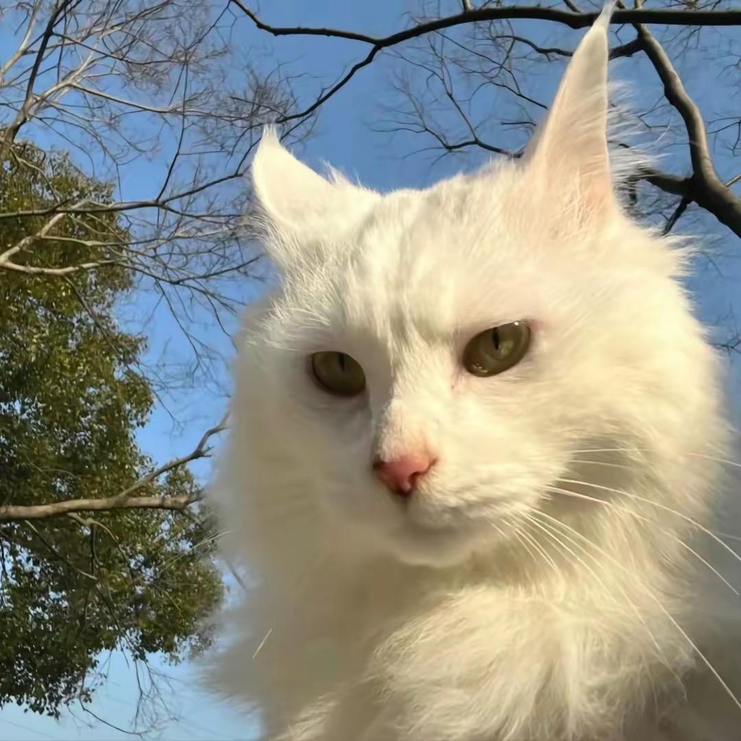 锐锐