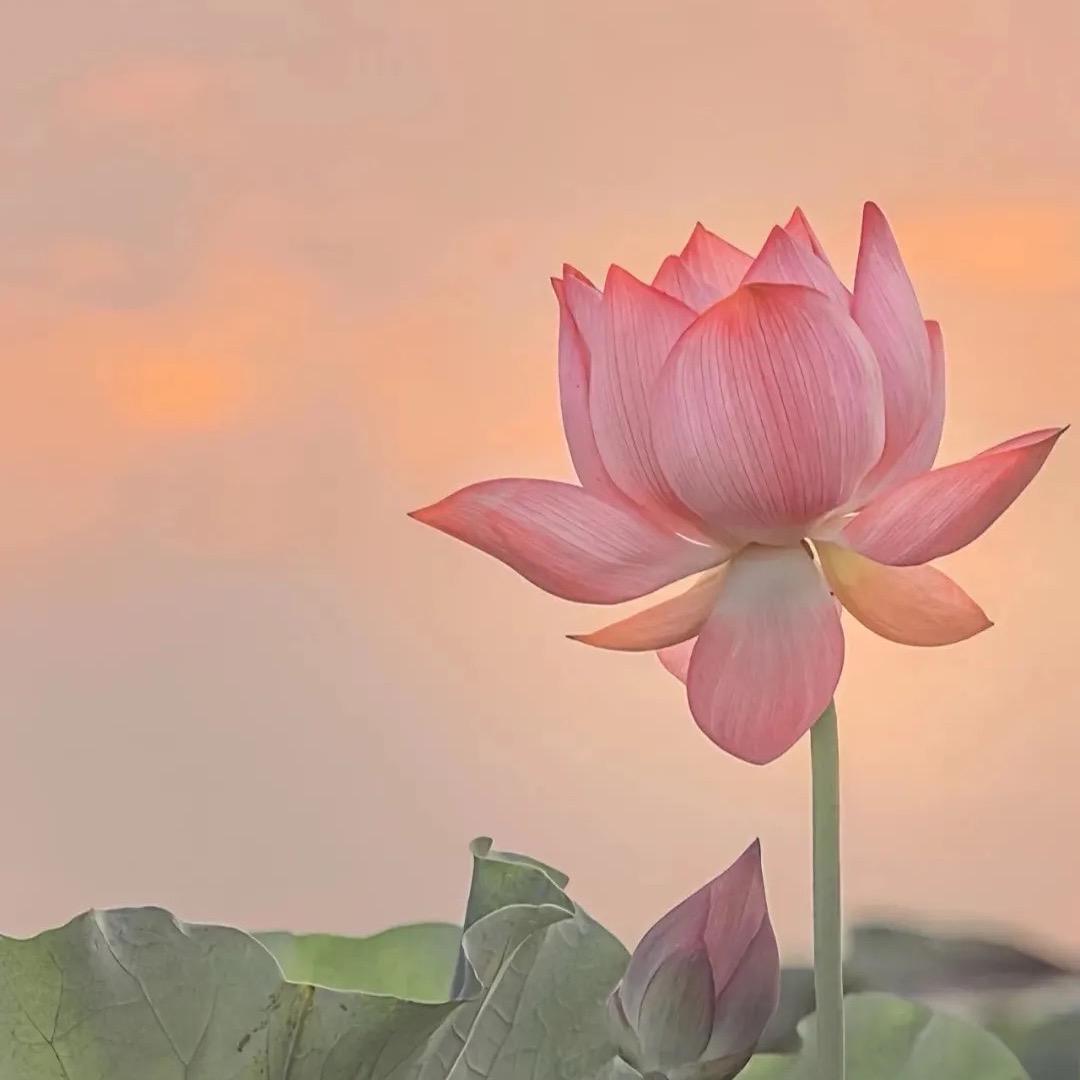转运锦鲤