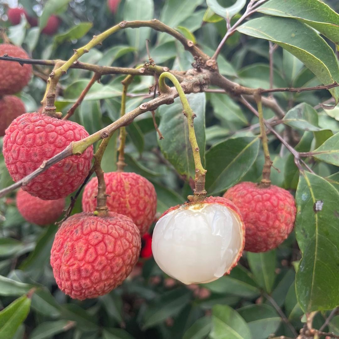 乡味深山野货