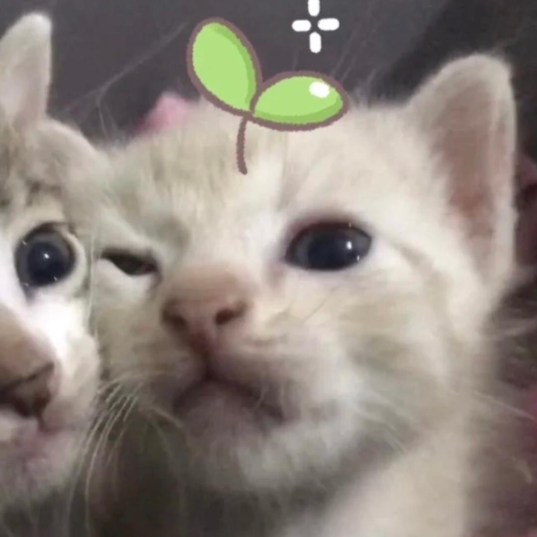眉毛生长中…