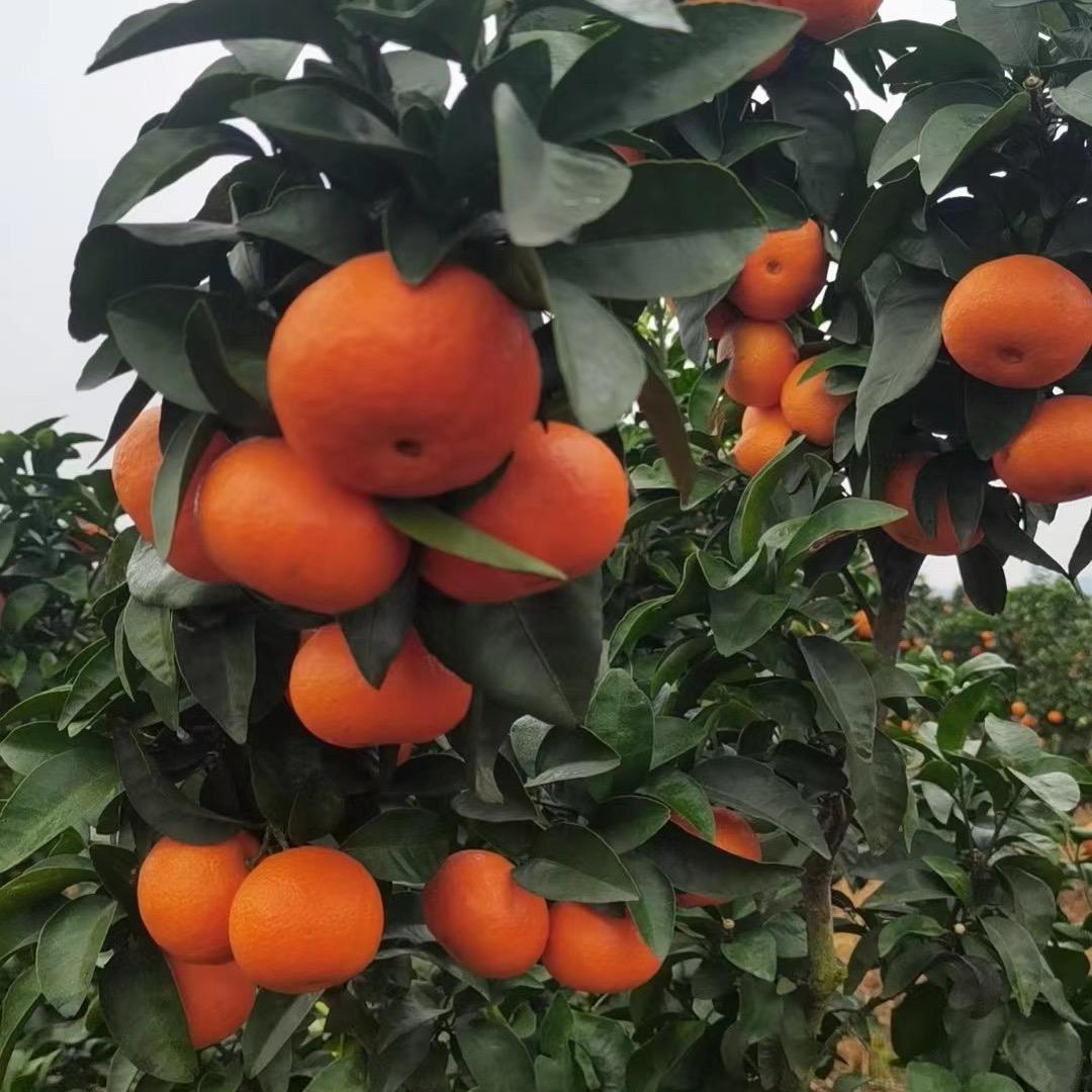 洪仔（东莞代销）