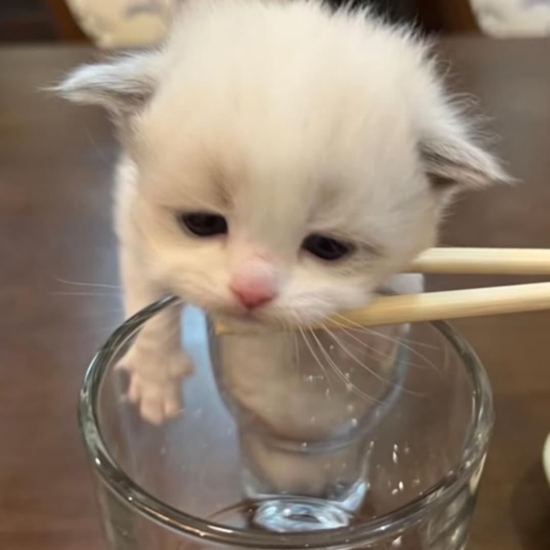 🦌鹿边一条