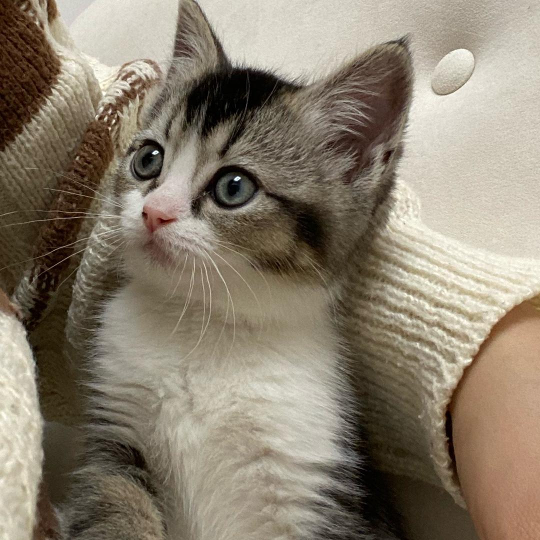 咪咪呀🐱