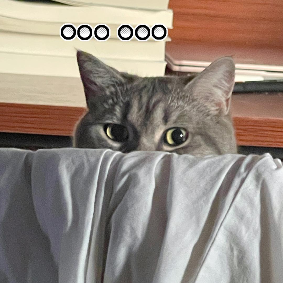 端庄是只猫🐈