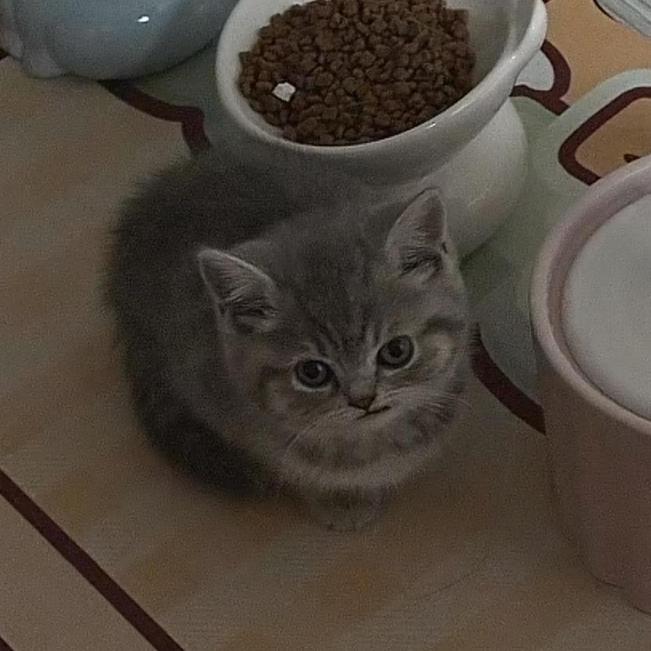 羊