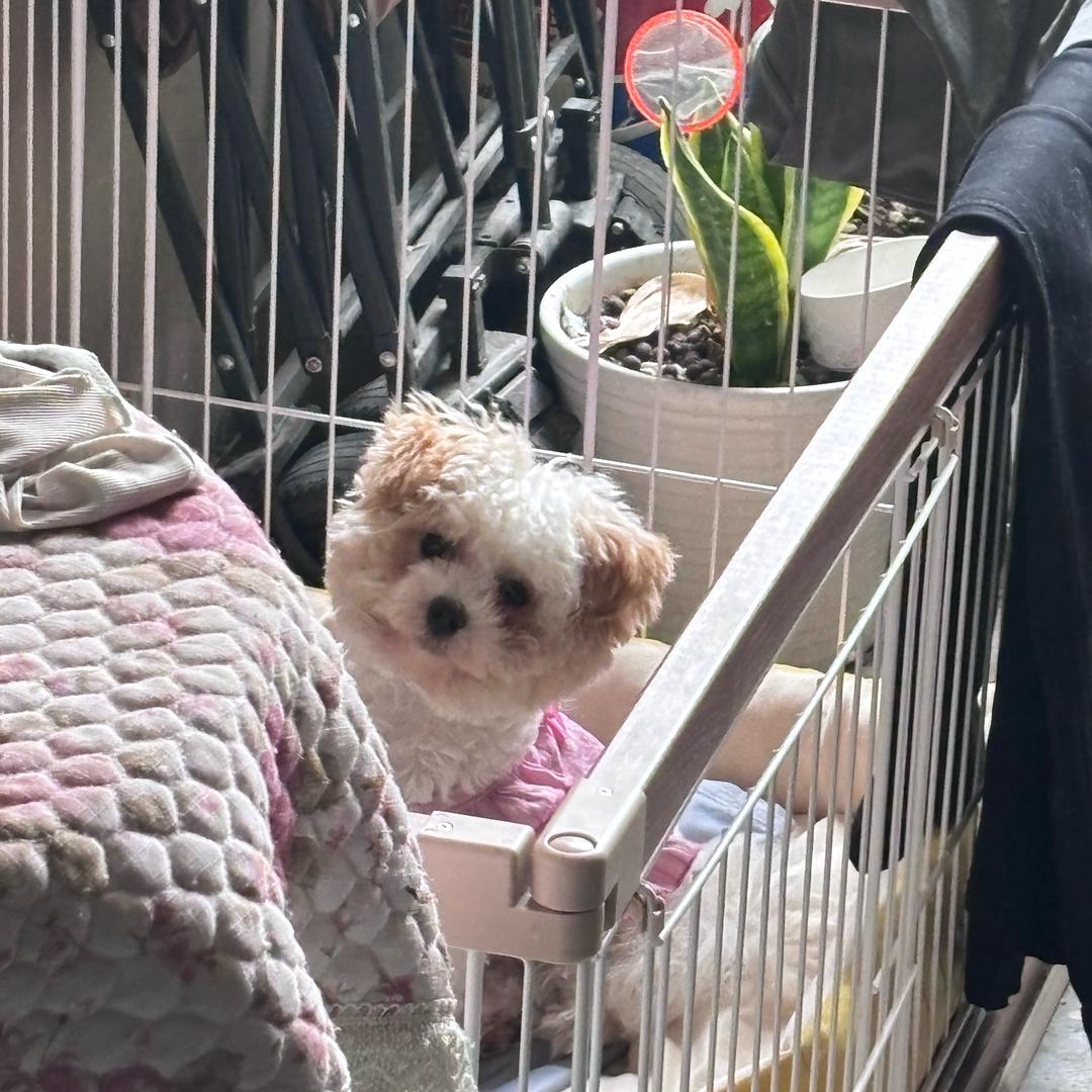 颜如玉
