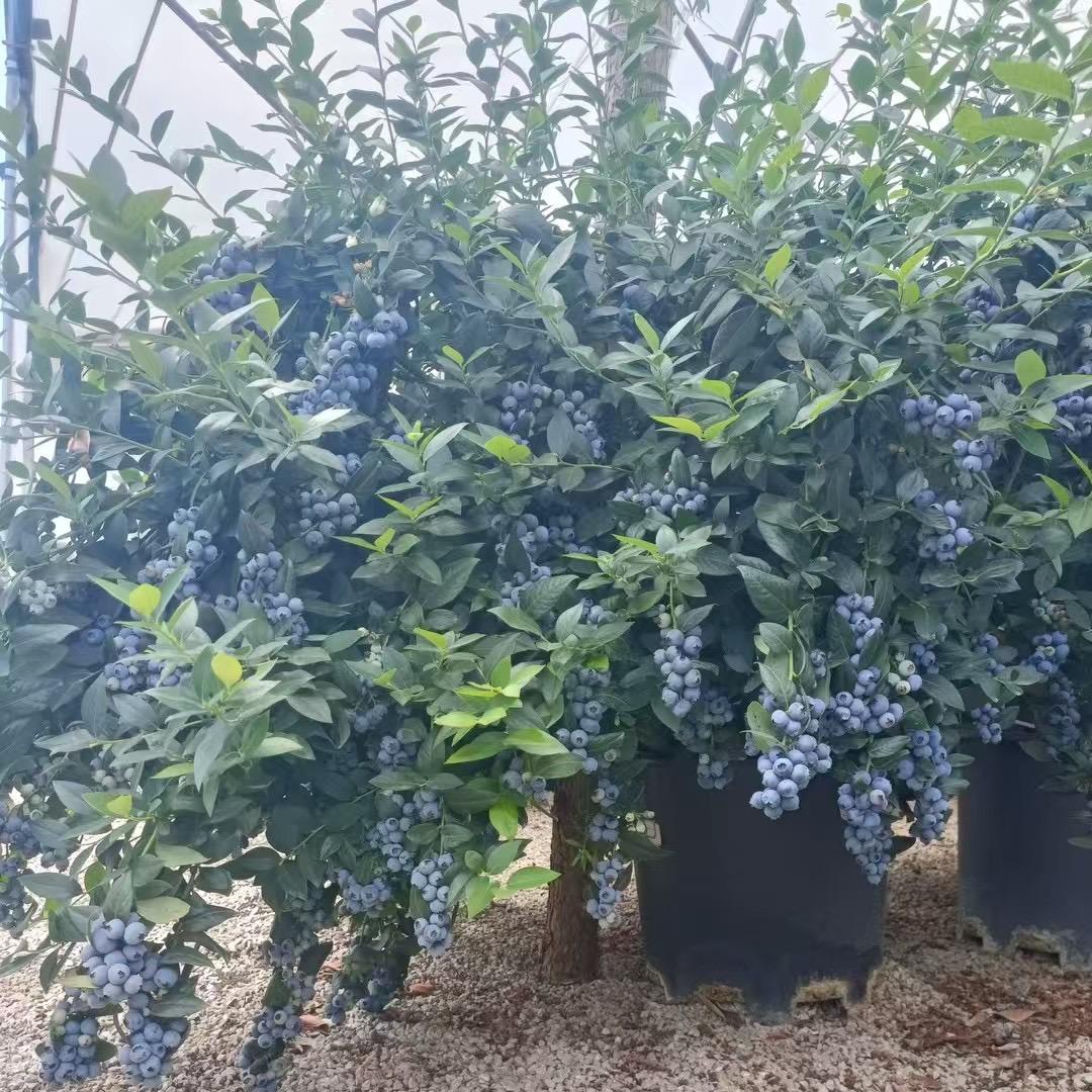 蓝莓盆栽鉴定品种打假小洋哥