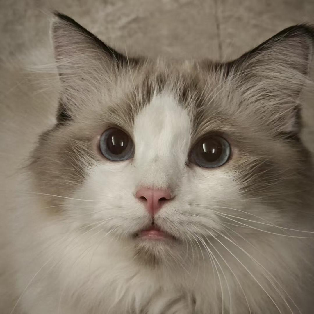 壹乐智宠·宠物用品