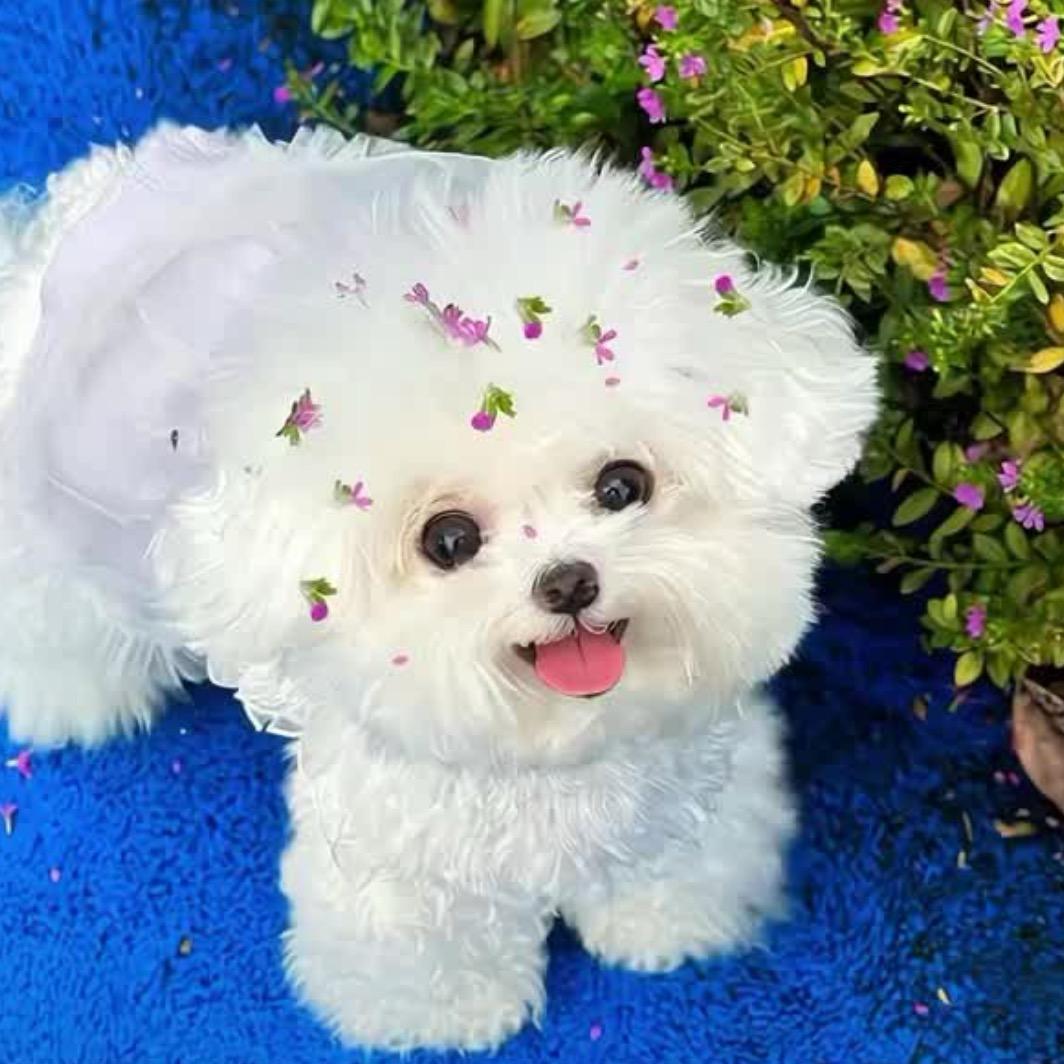杨儿