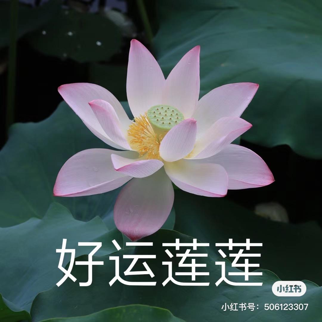 好运连连连