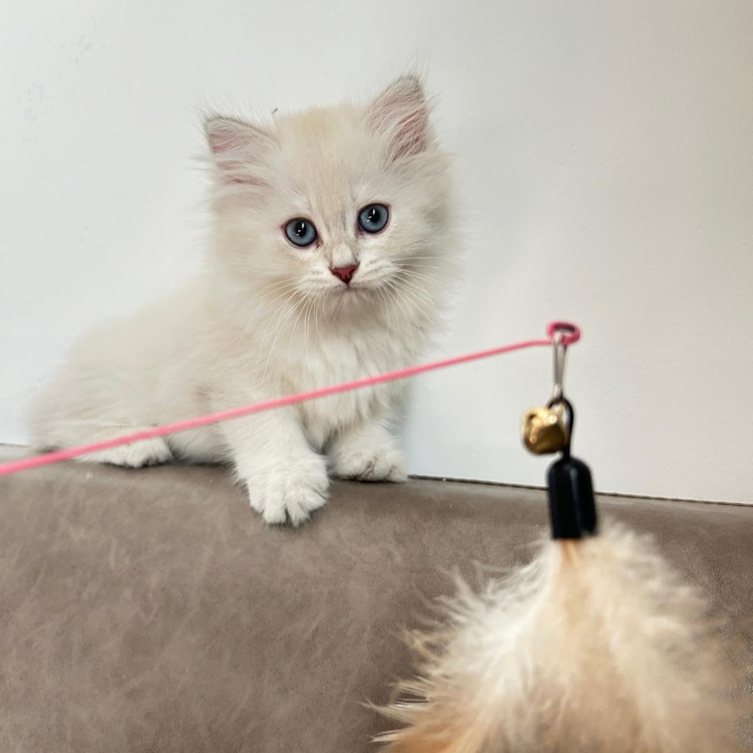 一码归一马先生🫡