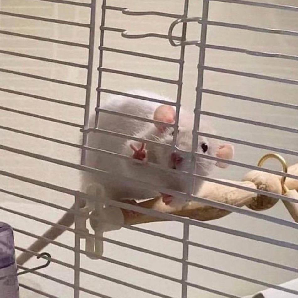 椰椰小Jerry