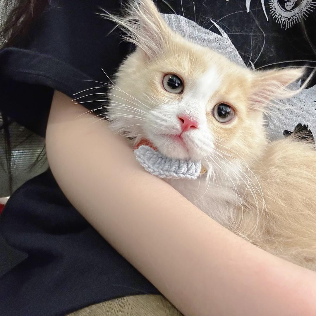 我是一只小猫