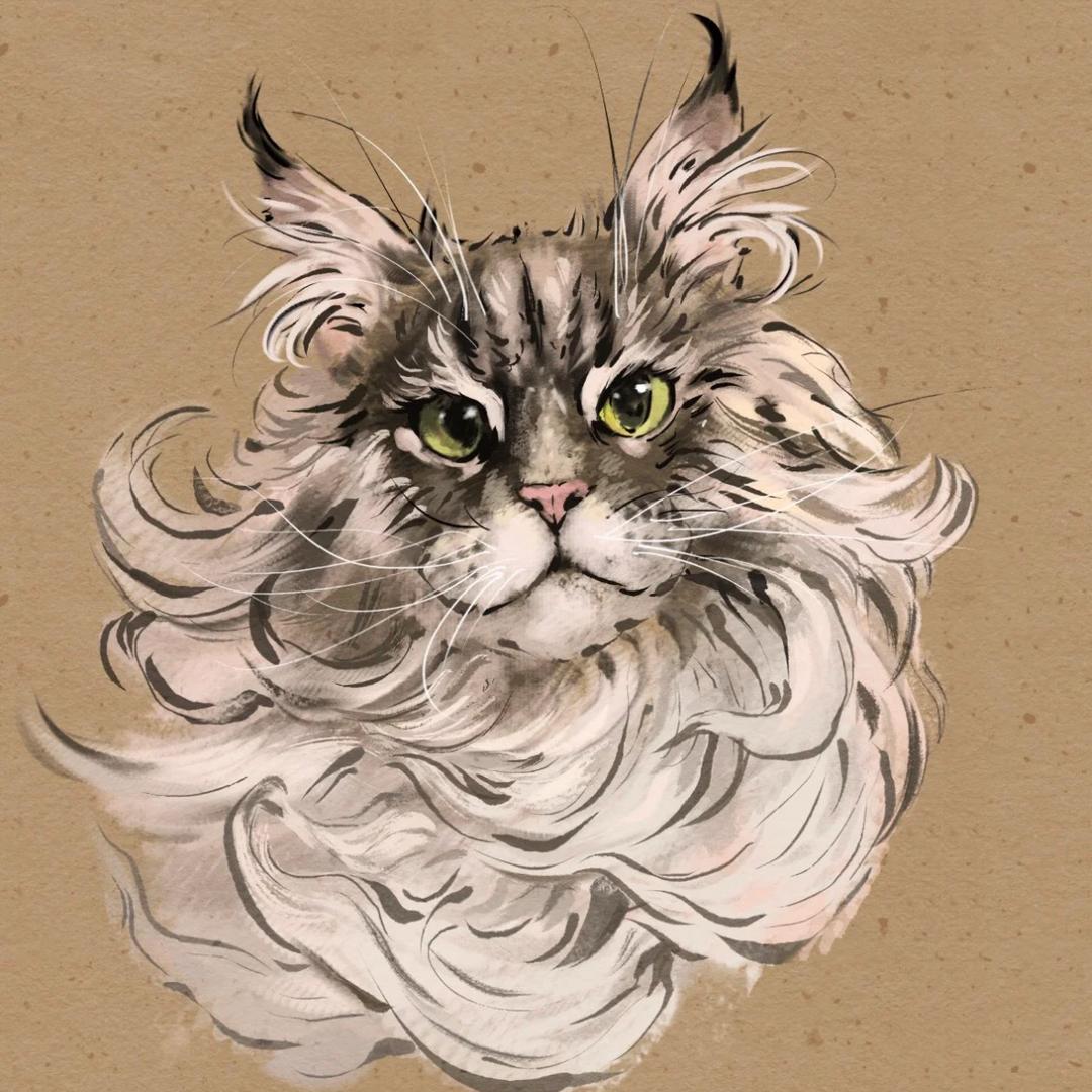 泱泱的缅因猫