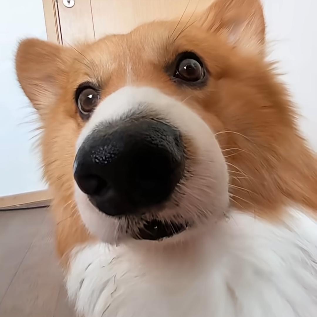 大只磊磊_🈚跌落坑渠🤨🕊