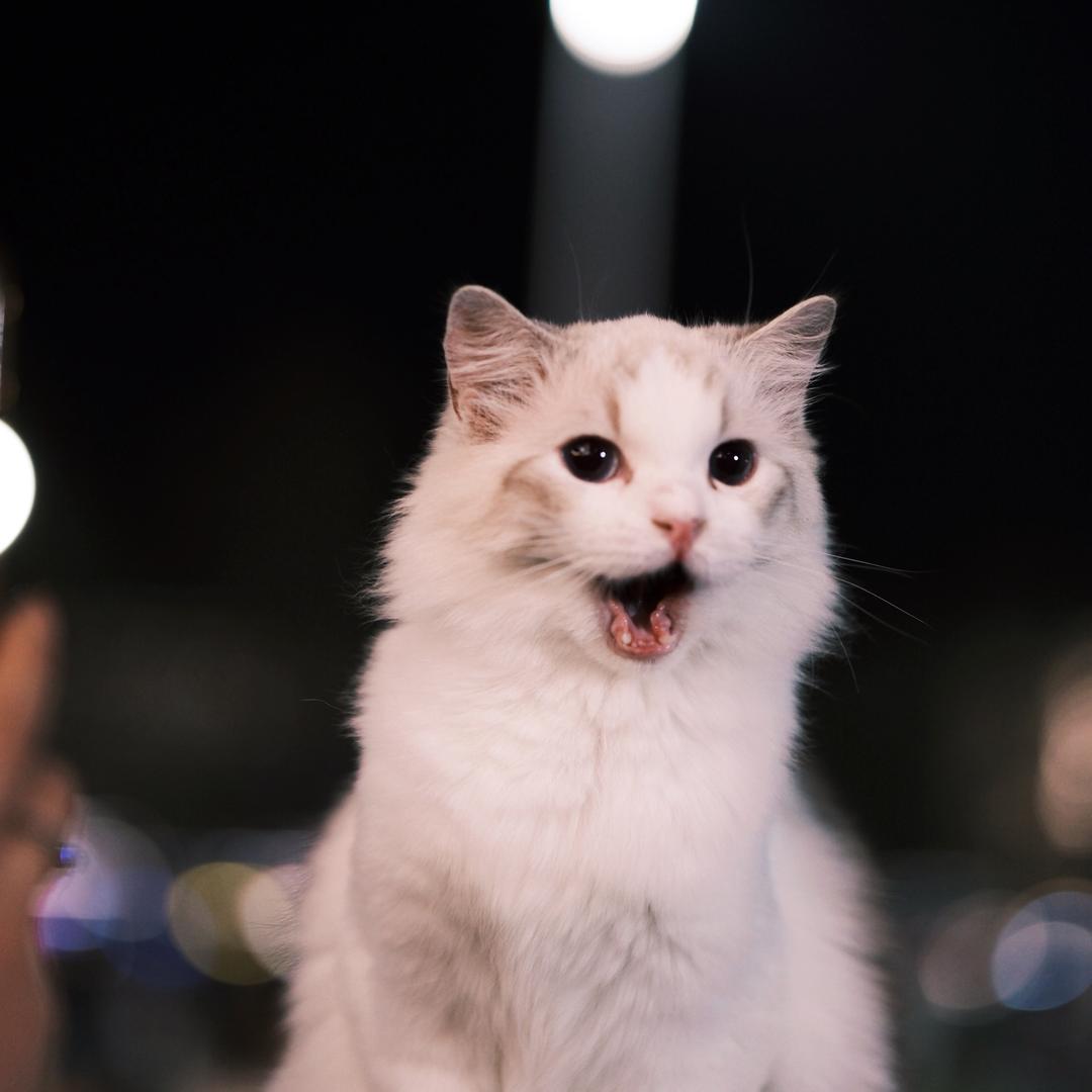 杰妮养猫