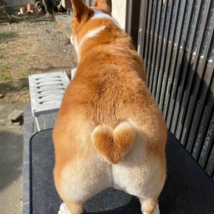 胡什么伟