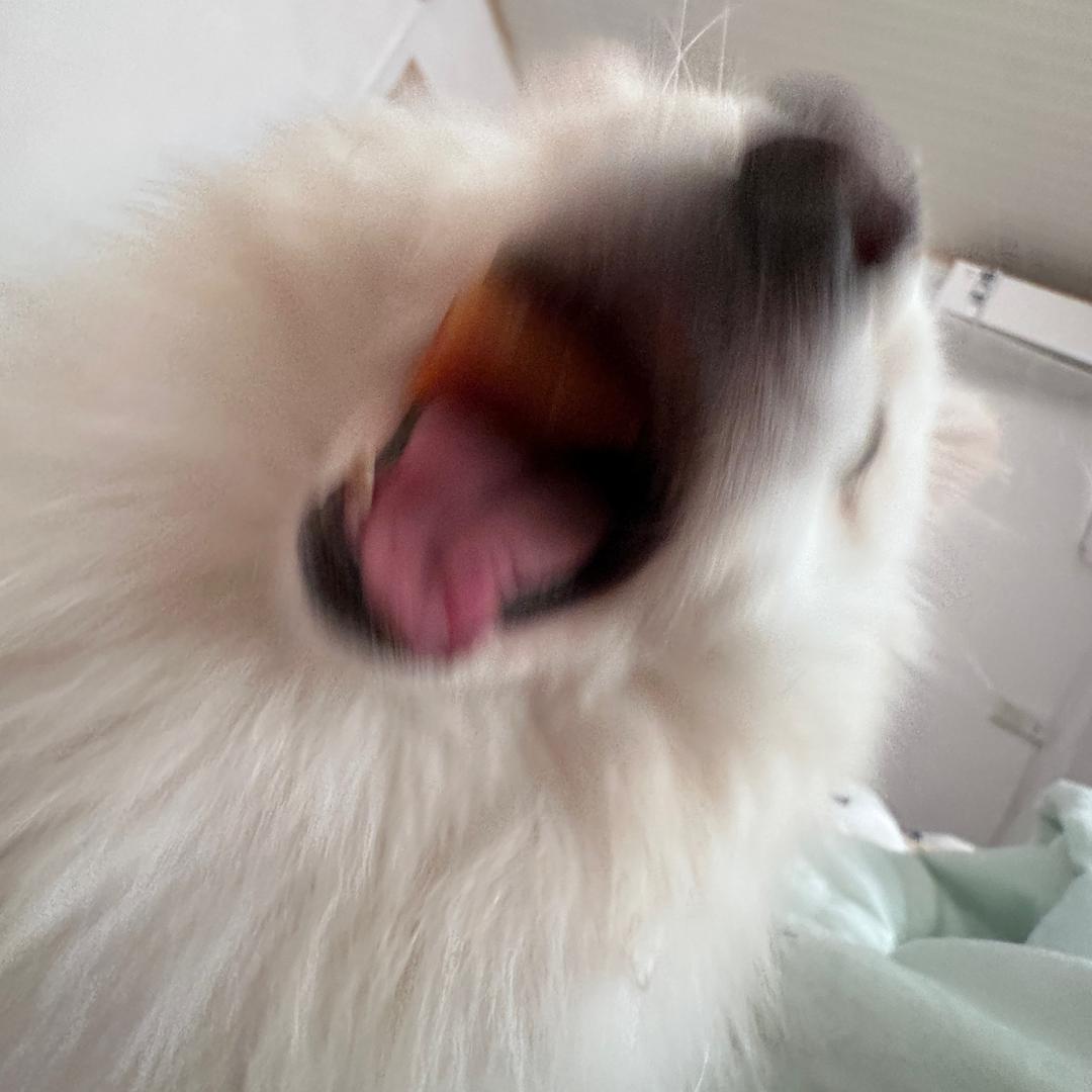 zhanghaha