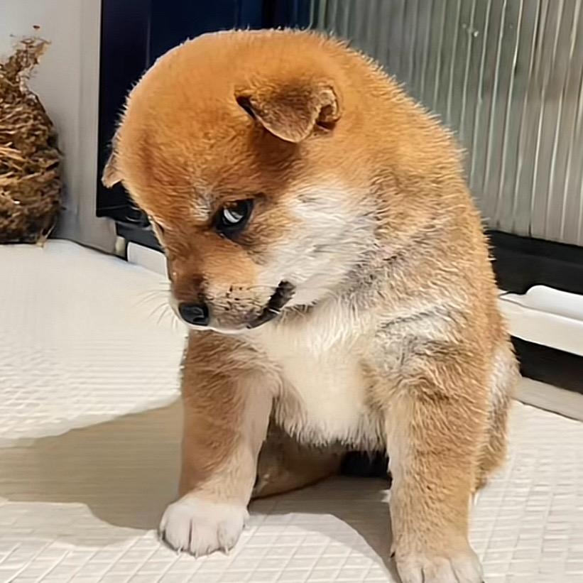 进.宝宝