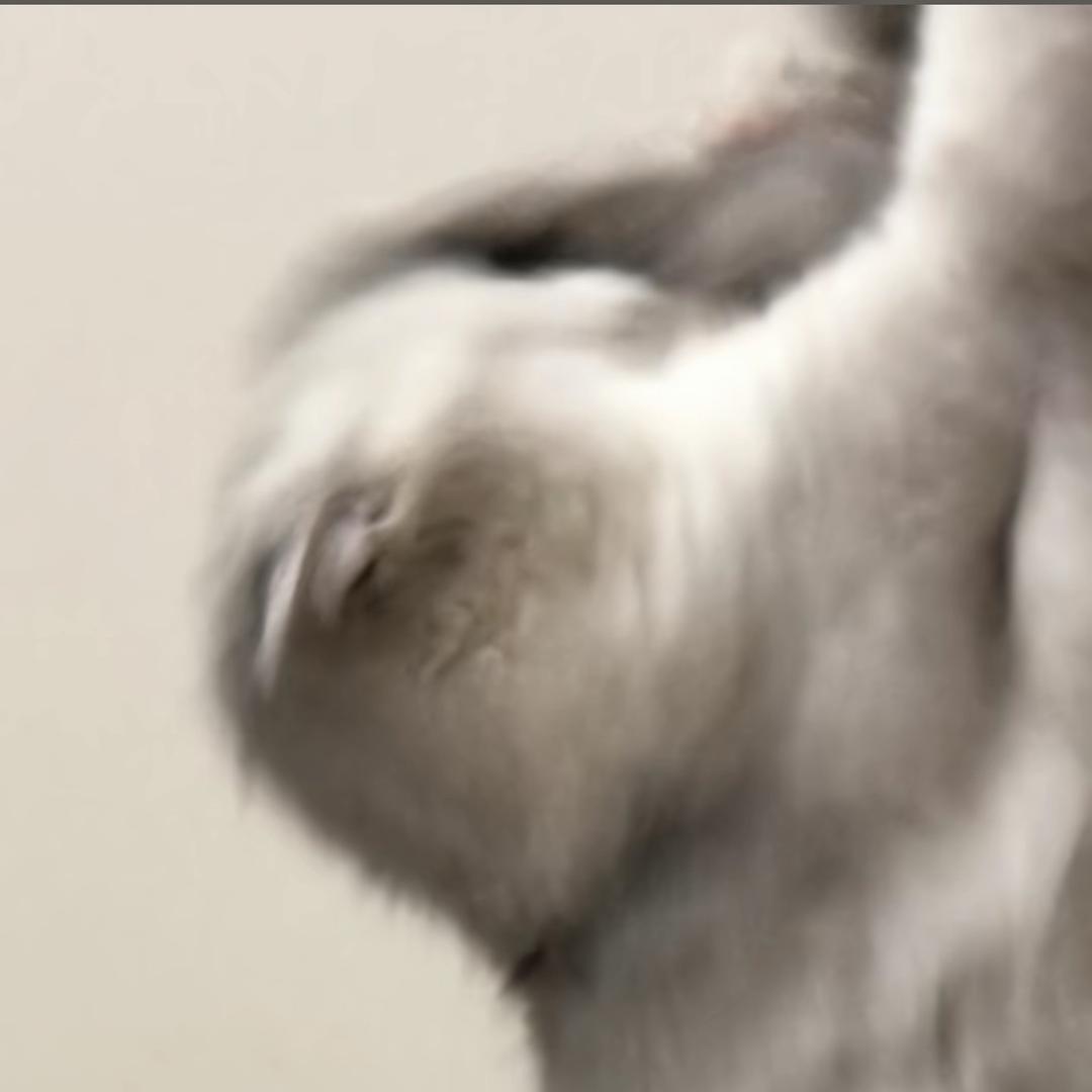 大橘不吃鱼🐱
