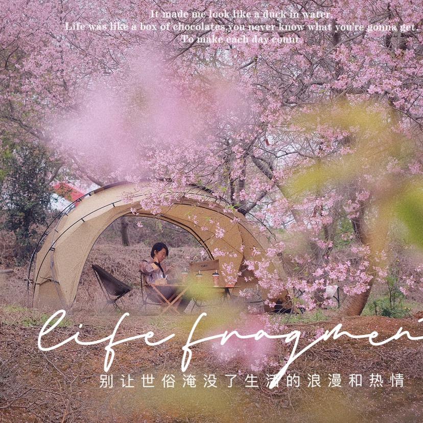 糖棉花花