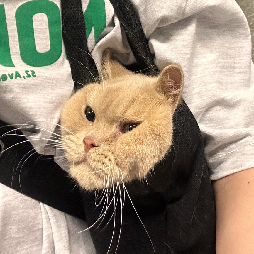 懒懒日记