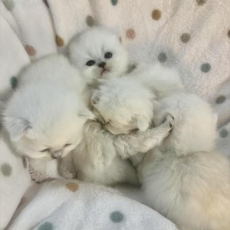 苏醒的王