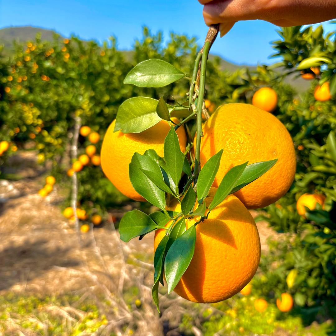 赣南脐橙果园