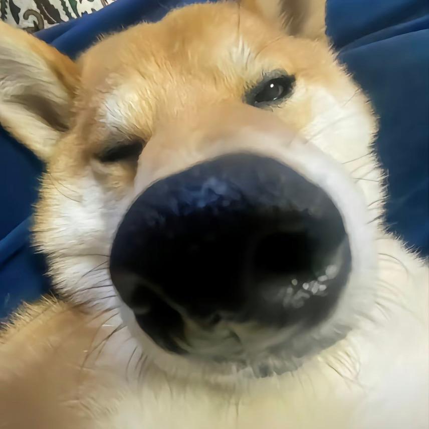 无敌哈基狗大王