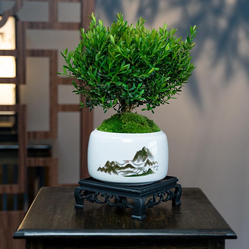 邻里盆景园花卉
