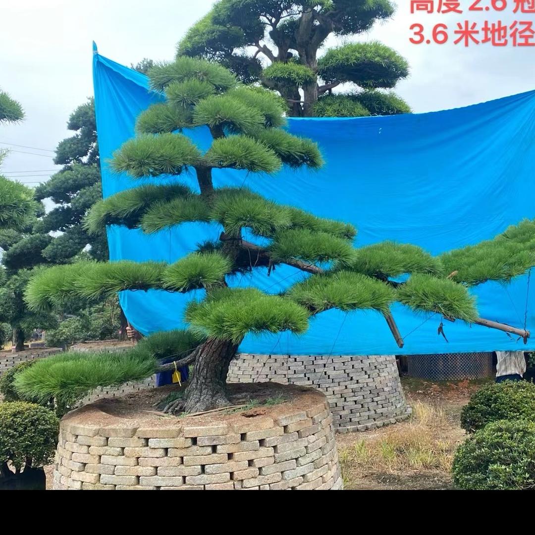 苍劲黑松园主