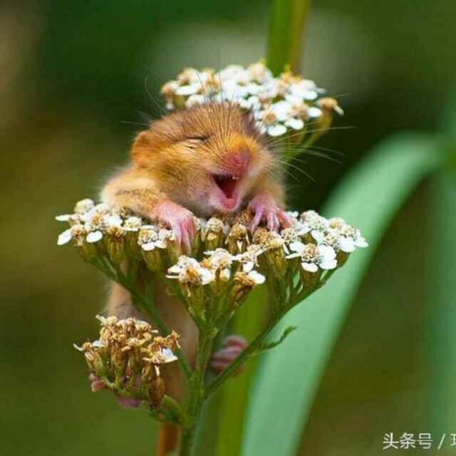 大帅