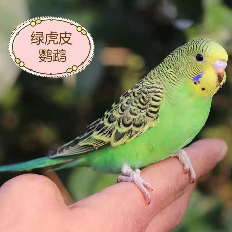 胖胖养殖
