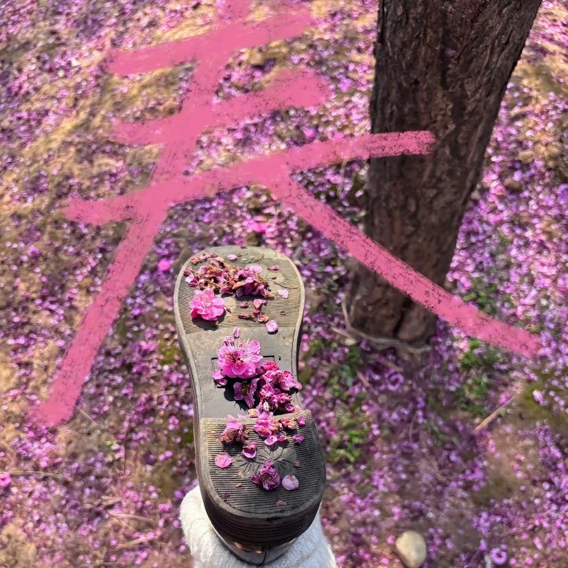 红蔷薇