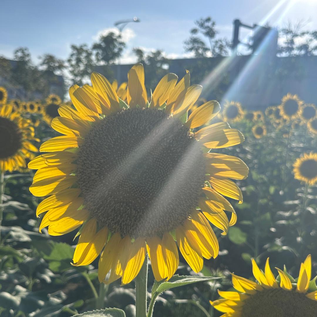 向阳而生🌻