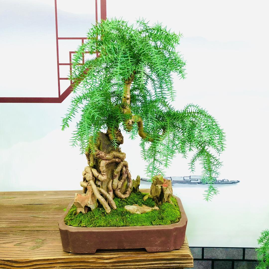 家旺园艺场（澳洲杉盆景）