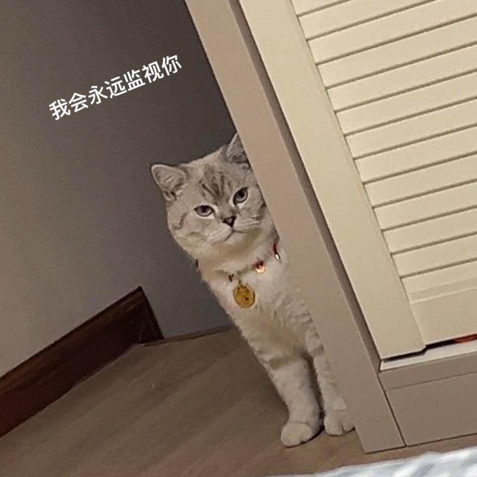 猫猫狗狗
