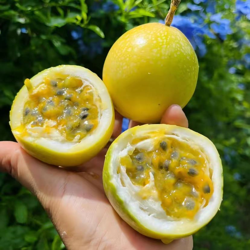唐老师五队