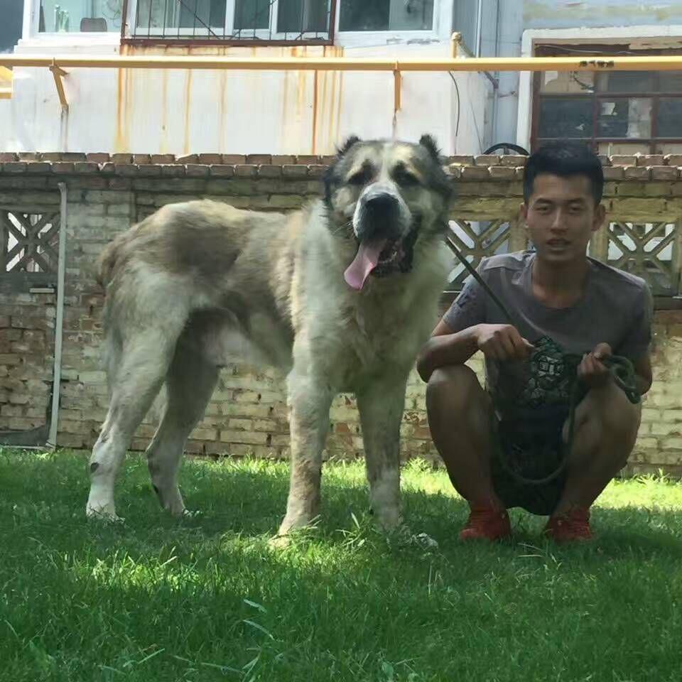 山西长治筱飞犬业