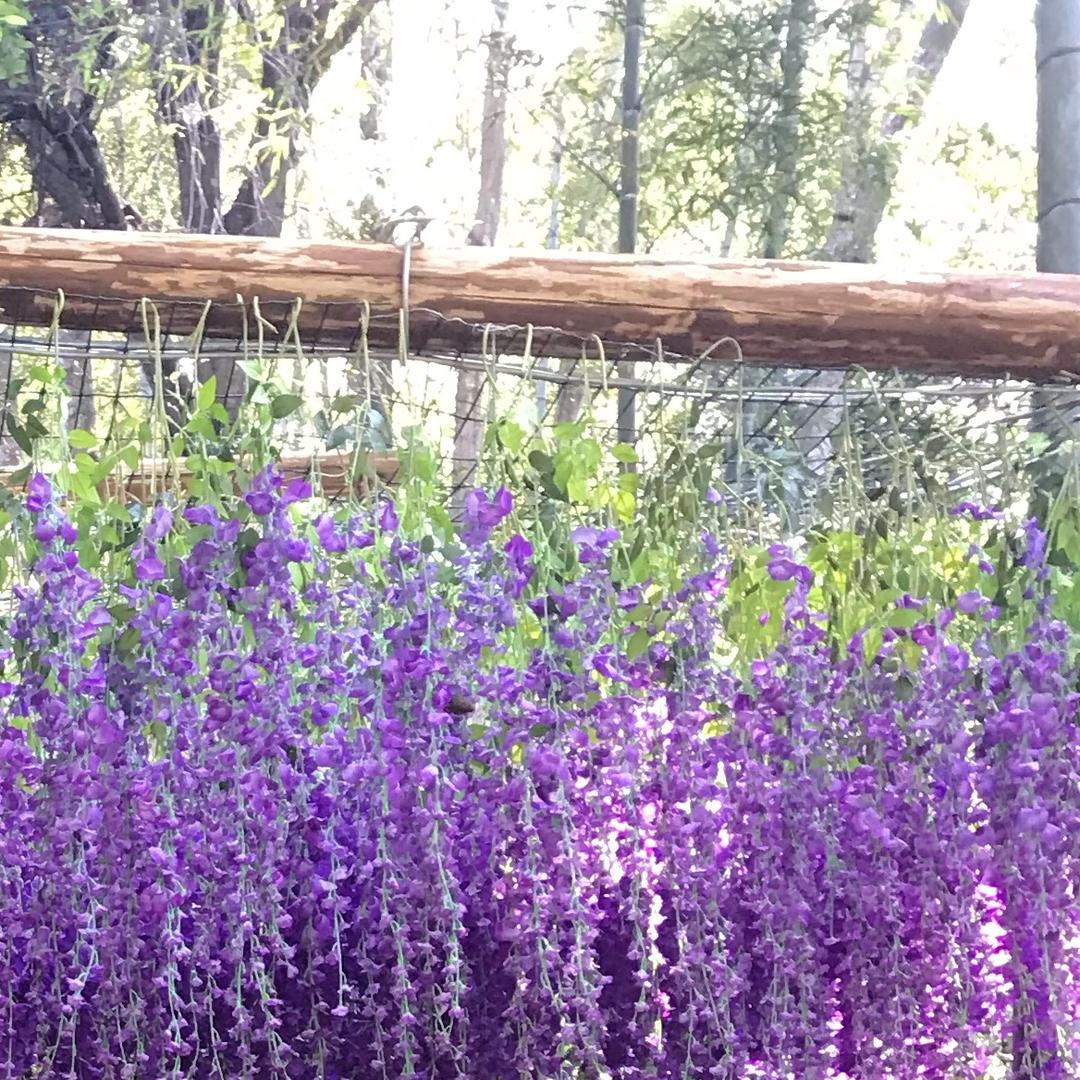 紫罗兰永恒花园