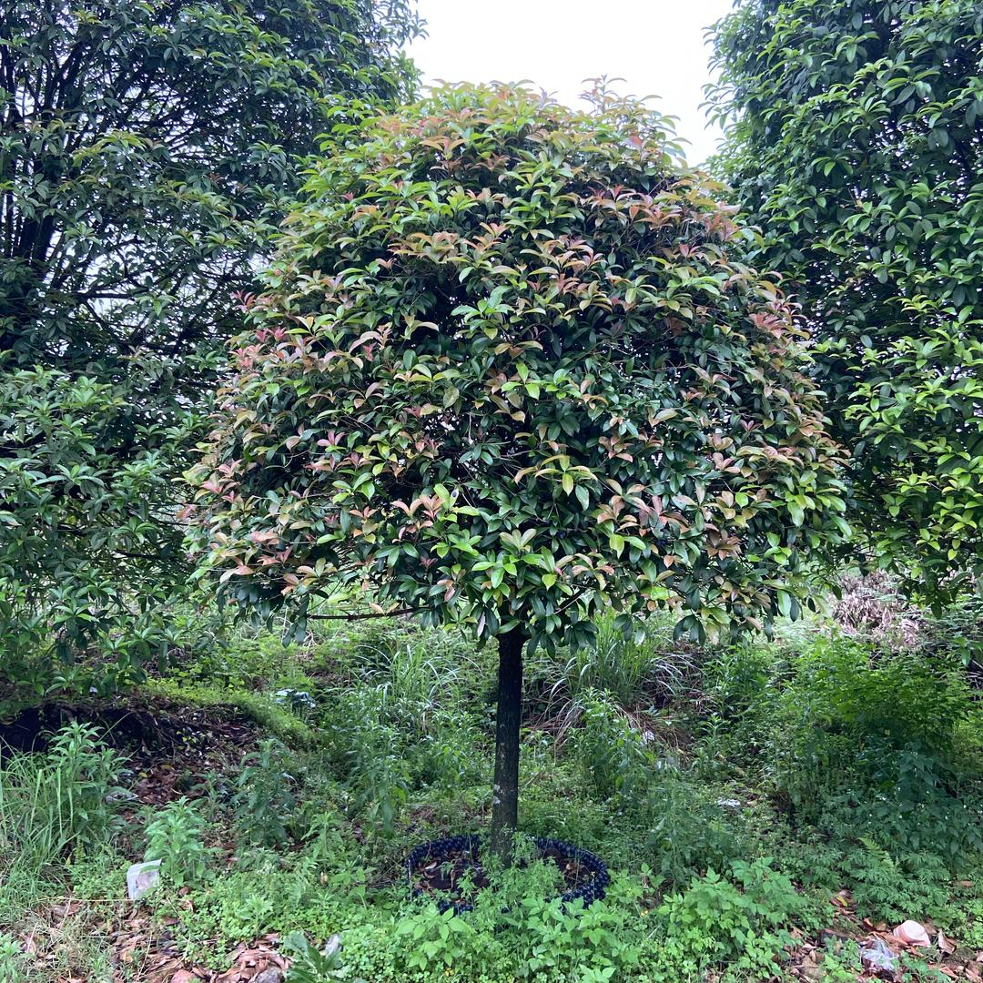 盛兴桂花园林