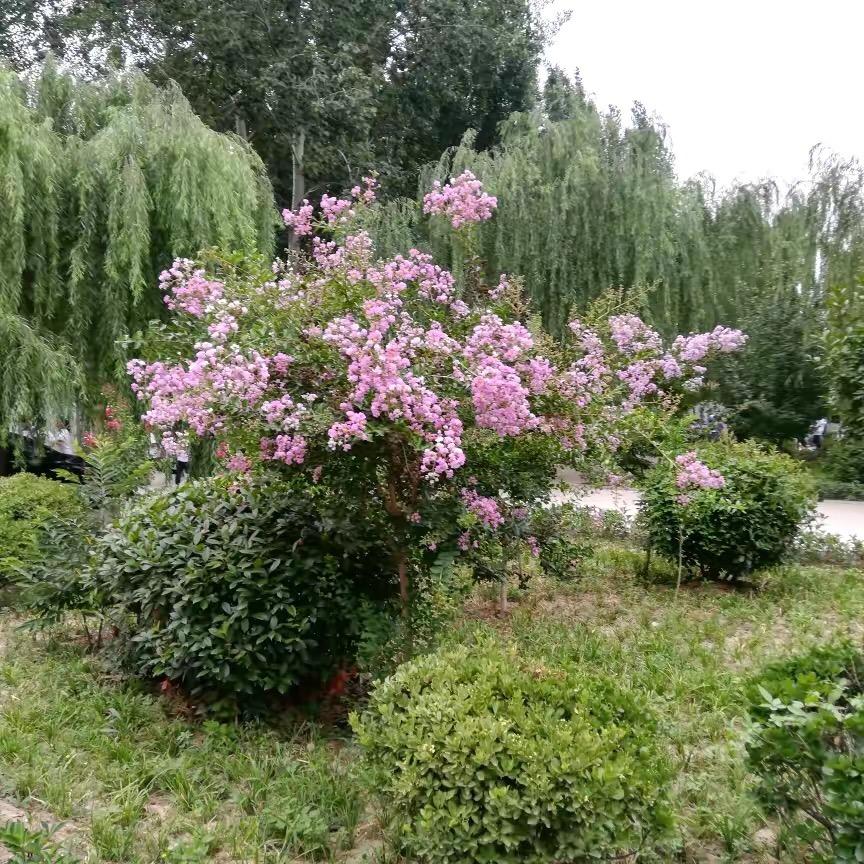 琳琳公主
