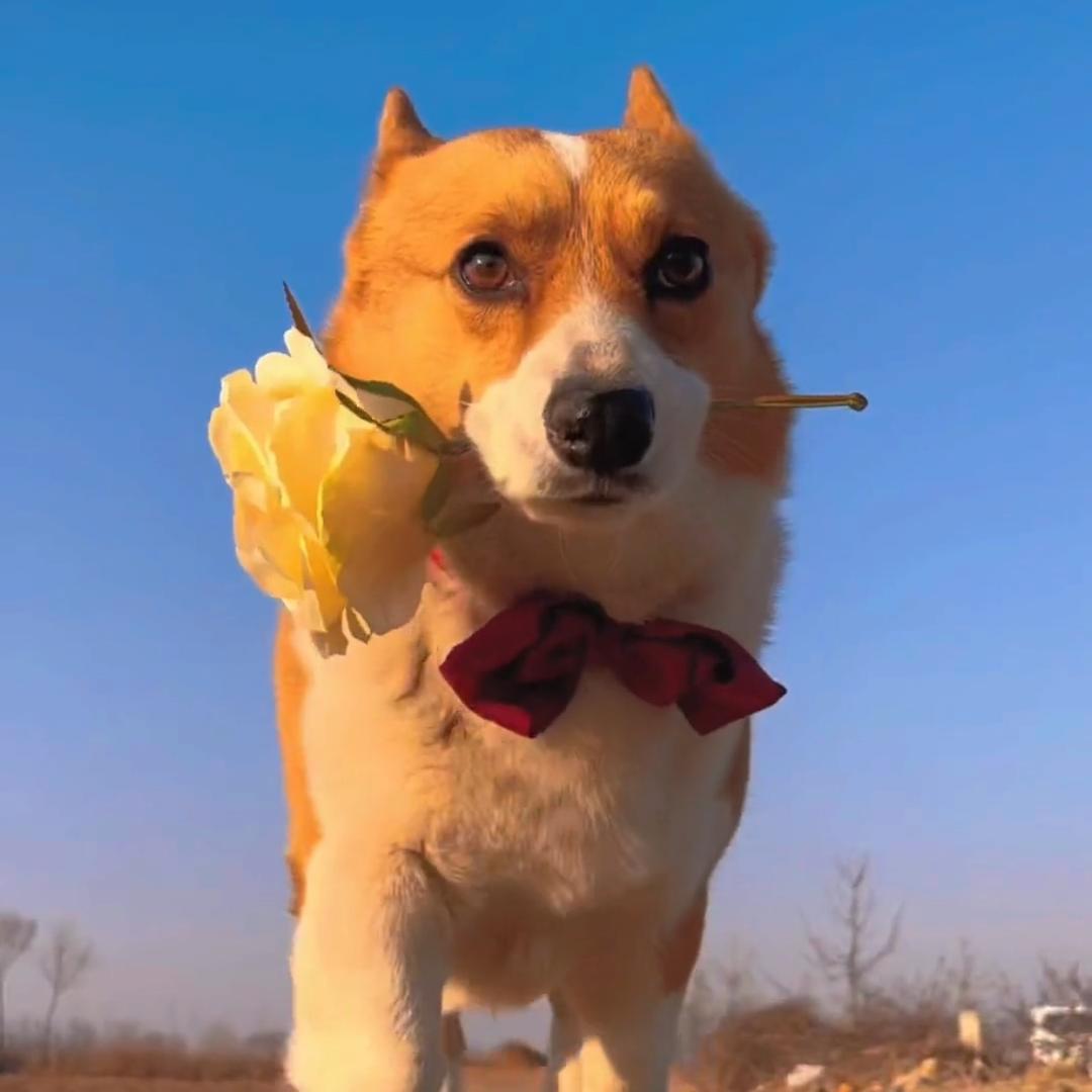 狗超人🦸‍♂️