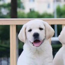 拉布拉多寻回犬