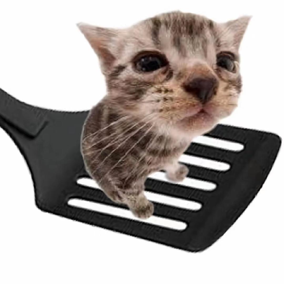 玉米猫 ⦁֊⦁꧞