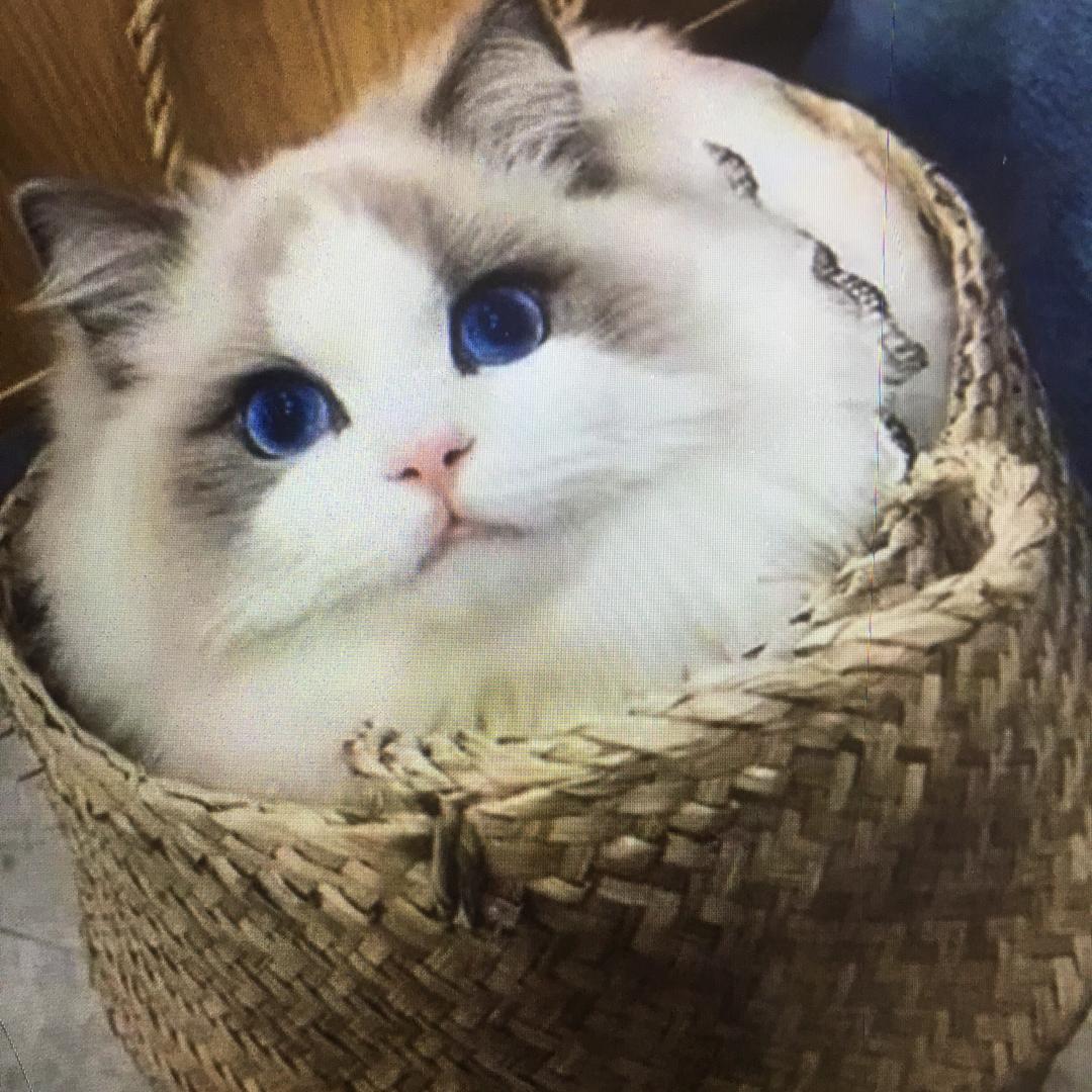 龙哥宠物🐶🐱粉丝帮