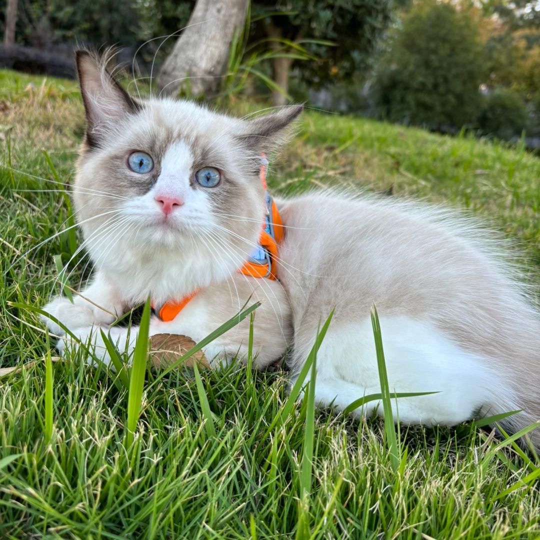 沫沫是只猫