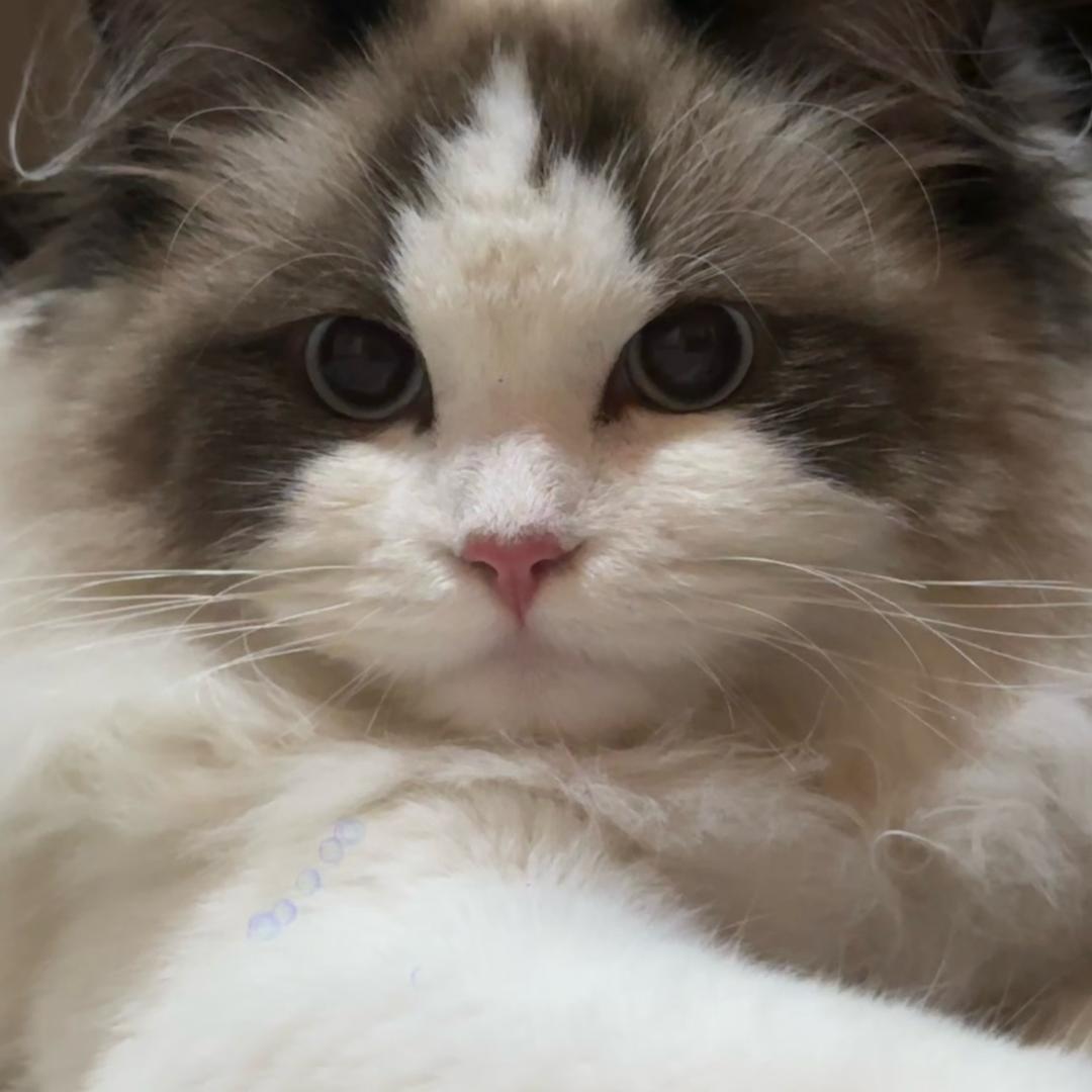 伊丽莎白·翠花