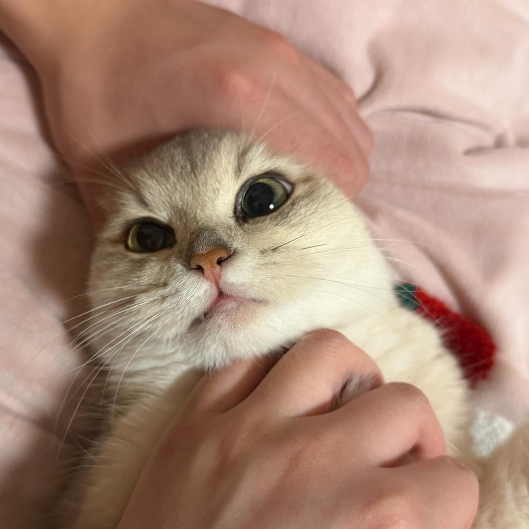 辣椒